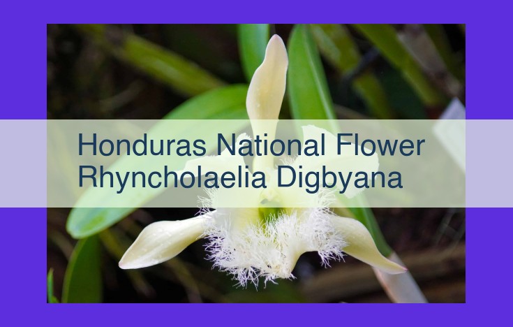 Honduras' National Flower: The Enchanting "Black Orchid", Rhyncholaelia Digbyana