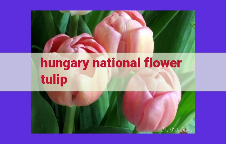 Hungary's National Flower: The Tulip, a Symbol of Passion, Joy, and National Identity