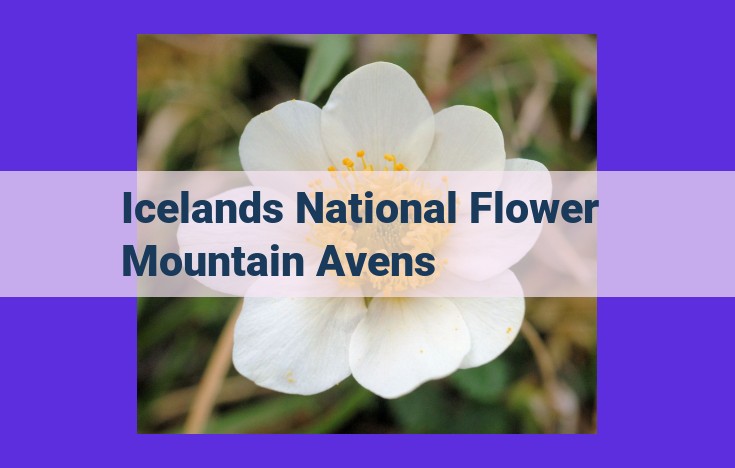 Iceland's Mountain Avens: National Flower of Resilience and Ecological Significance