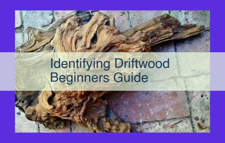 Essential Driftwood Guide for Beginners: Identification, Selection, and Utilization