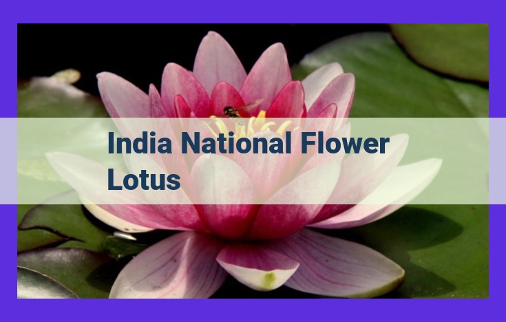 Lotus: India's Sacred Flower Embracing Purity, Beauty, and Versatility