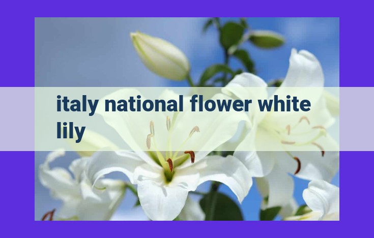 Discover the Significance of Italy's National Flower: The White Lily