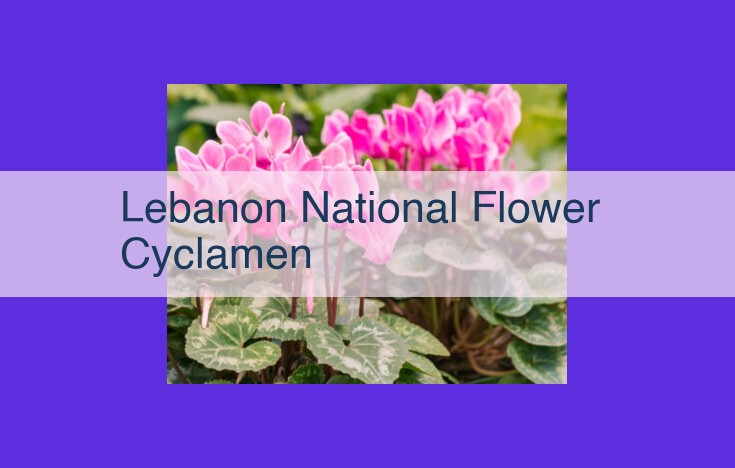 Cyclamen Persicum: Lebanon's National Flower Symbolizing Natural Beauty and Resilience