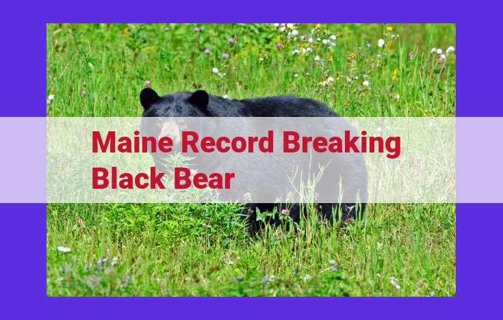 Maine's Record-Breaking Black Bear: A Triumph of Wildlife Management and Hunting Heritage