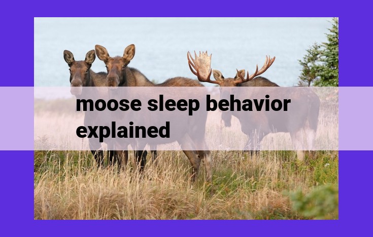 Moose Sleep Patterns: Circadian Rhythms, Sleep Cycles, and Environmental Influences