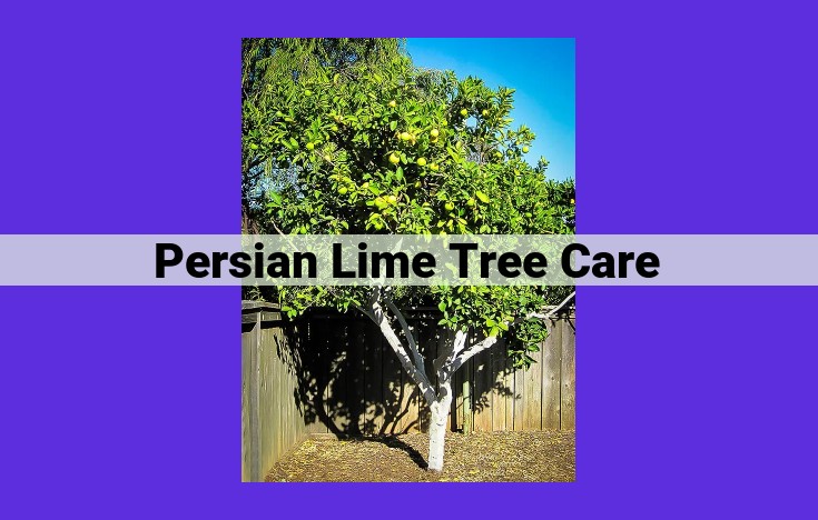 Ultimate Guide to Persian Lime Tree Care: Soil Requirements, Watering, Sunlight, Nutrients, Pruning, Pests, and Propagation