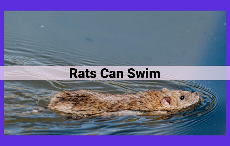 Master Swimmers: The Surprising Aquatic Prowess of Rats