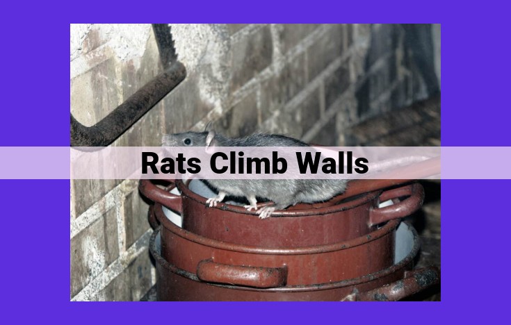 Exceptional Climbing Abilities of Rats: Factors Influencing Performance