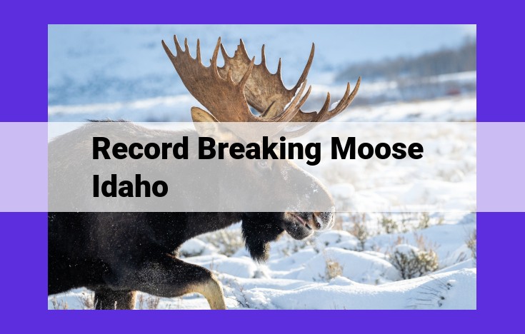 Record-Breaking Idaho Moose: Weight, Girth, and Antler Spread Unveil a Majestic Beast