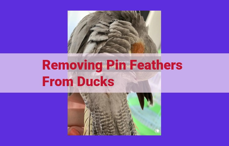 Pin Feather Removal: Essential Techniques for Market-Ready Duck Products