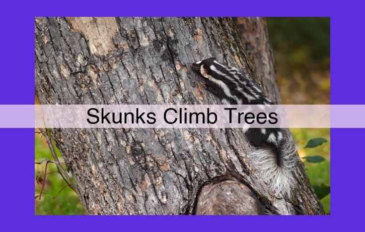 Unveiling the Arborial Prowess of Skunks: Climbing Adaptation and Ecological Significance