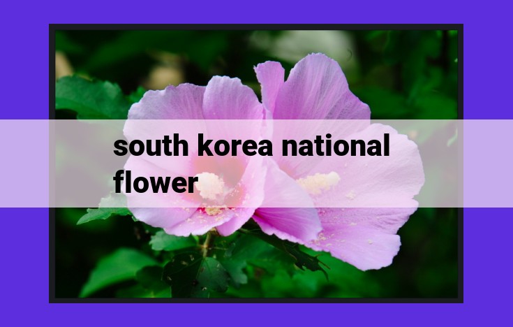 South Korea's Hibiscus | Meaning, Symbolism, and Cultural Significance | Mugunghwa