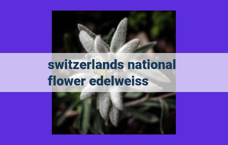 Edelweiss: Switzerland's National Flower of Courage and Alpine Beauty