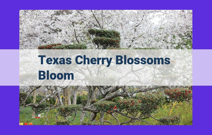 Marvel at the Ethereal Beauty of Texas Cherry Blossoms During Peak Bloom