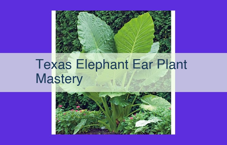 Mastering Texas Elephant Ear Plants: A Comprehensive Guide for Cultivating Majestic Foliage