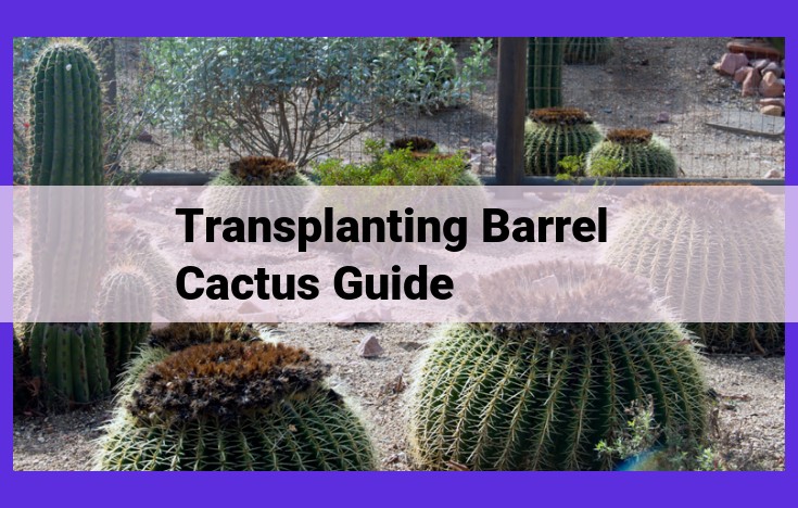 Comprehensive Guide to Transplanting Barrel Cacti: Enhancing Growth and Health