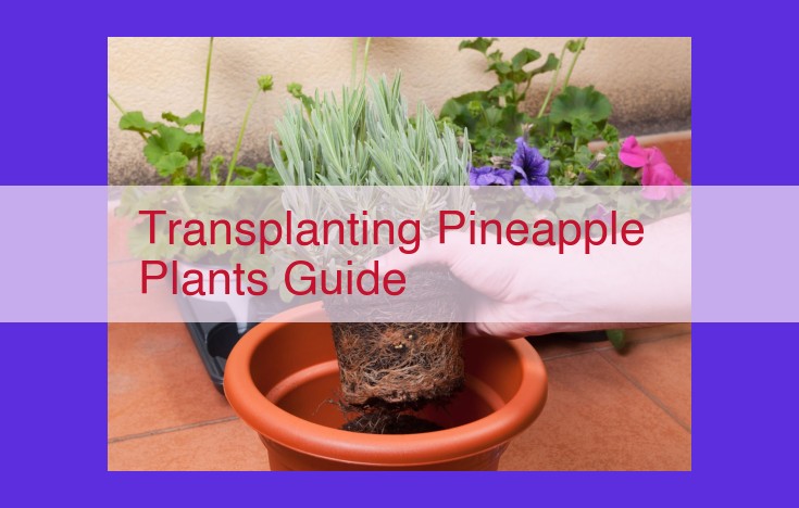 Ultimate Guide to Transplanting Pineapple Plants for Abundant Yields and Extended Shelf Life