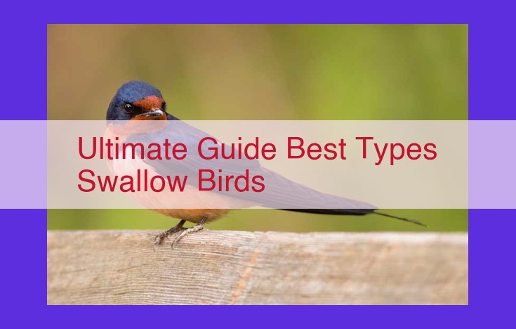 Swallow Birds: A Comprehensive Guide to Captivating Species in the Wild