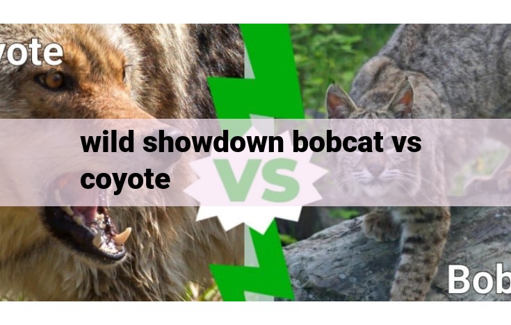 wild showdown bobcat vs coyote