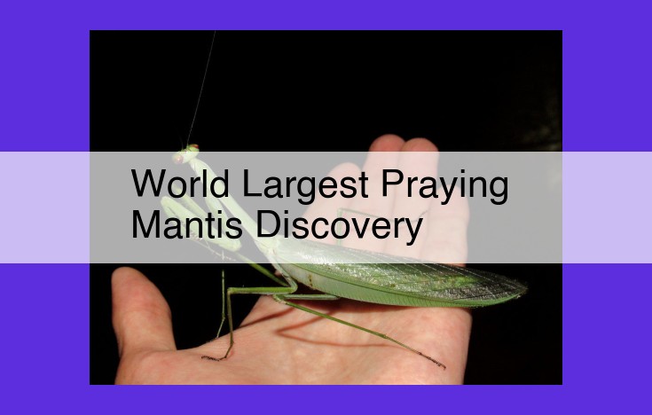 Unveiling the Goliath of Praying Mantises: Discovery of the World's Largest Mantis Breaks Insect Size Records