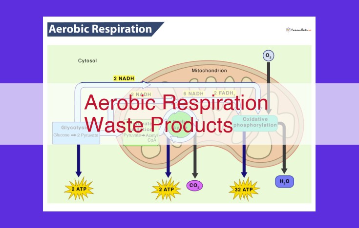 Waste Products of Aerobic Respiration: Impacts on Climate, Water Cycle, and Thermodynamics