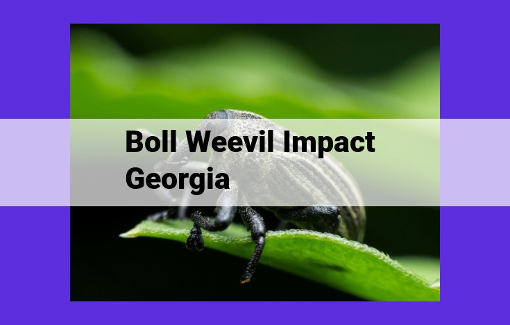 The Devastating Impact of the Boll Weevil: Georgia's Adaptation and Resilience