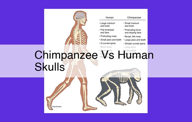 Morphology of Chimpanzee and Human Skulls: Evolutionary Insights into Species Divergence