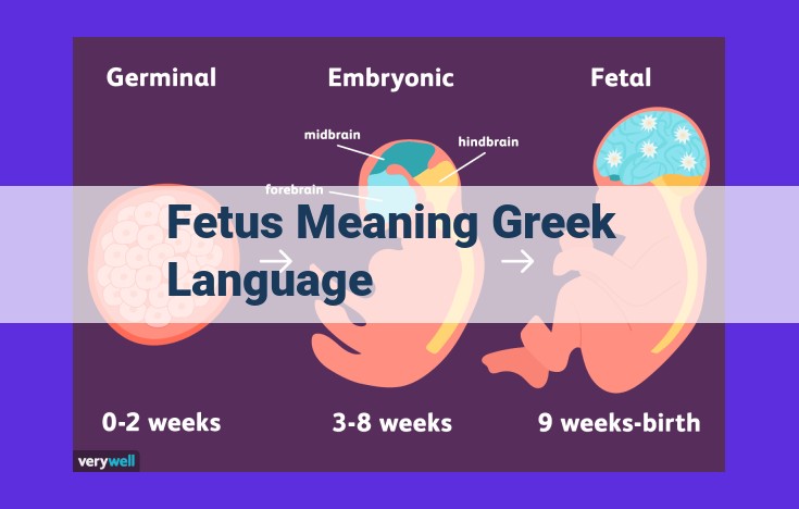 Understanding the Fetal Development Journey