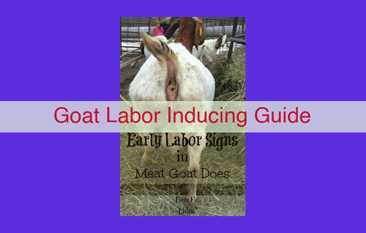 Goat Labor Management: Comprehensive Guide to Ensure a Successful Birth