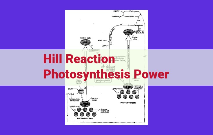 Harnessing Sunlight to Drive Cellular Energy: The Hill Reaction and ATP Synthesis