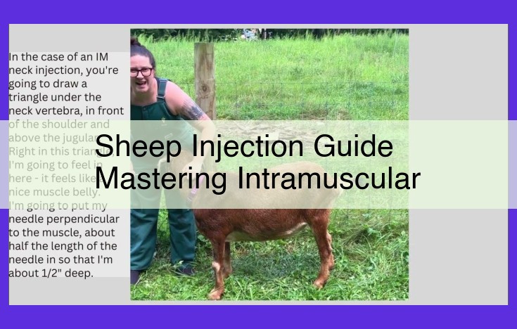 Comprehensive Guide to Master Sheep Intramuscular Injections for Optimal Health and Welfare