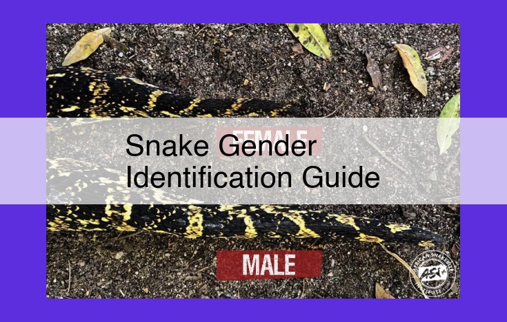 The Ultimate Guide to Snake Gender Identification: Unraveling the Mystery