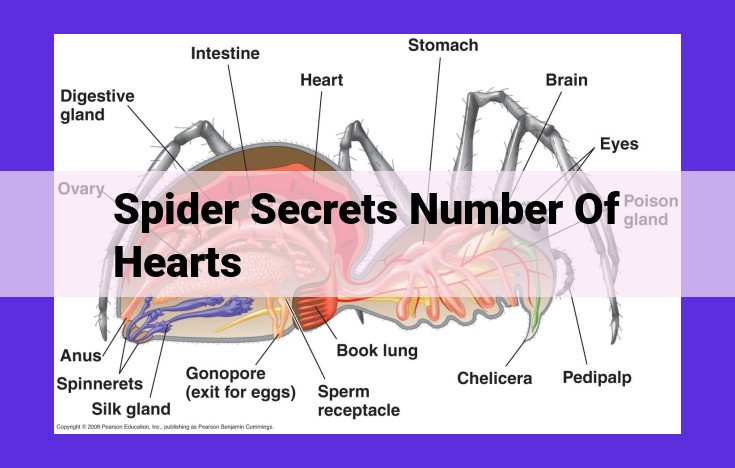 Exploring the Unique Circulatory System of Spiders: Hemolymph, Heart, and Oxygen Delivery