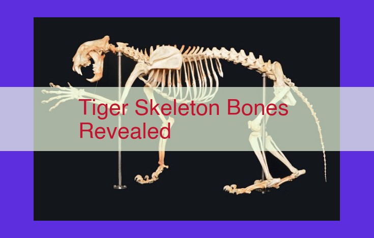 Tiger Skeletal Anatomy: Unveiling Evolution and Adaptation