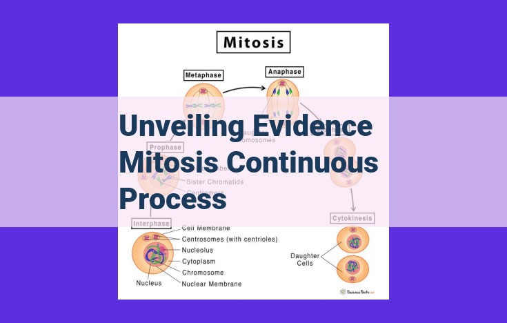 Unveiling the Continuous Journey of Mitosis: Evidence from Microscopy, Genetics, and Molecular Biology